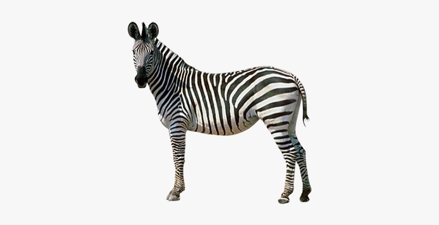 Detail Zebra Transparent Background Nomer 6