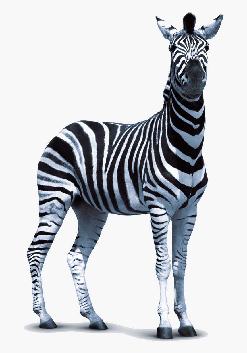 Detail Zebra Vector Png Nomer 21