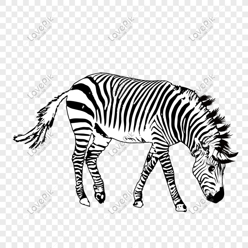 Detail Zebra Vector Png Nomer 25