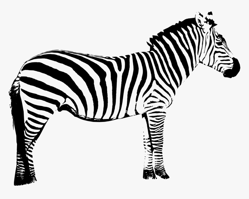 Detail Zebra Vector Png Nomer 5