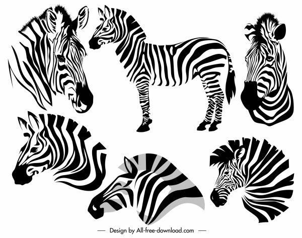 Detail Zebra Vector Png Nomer 44