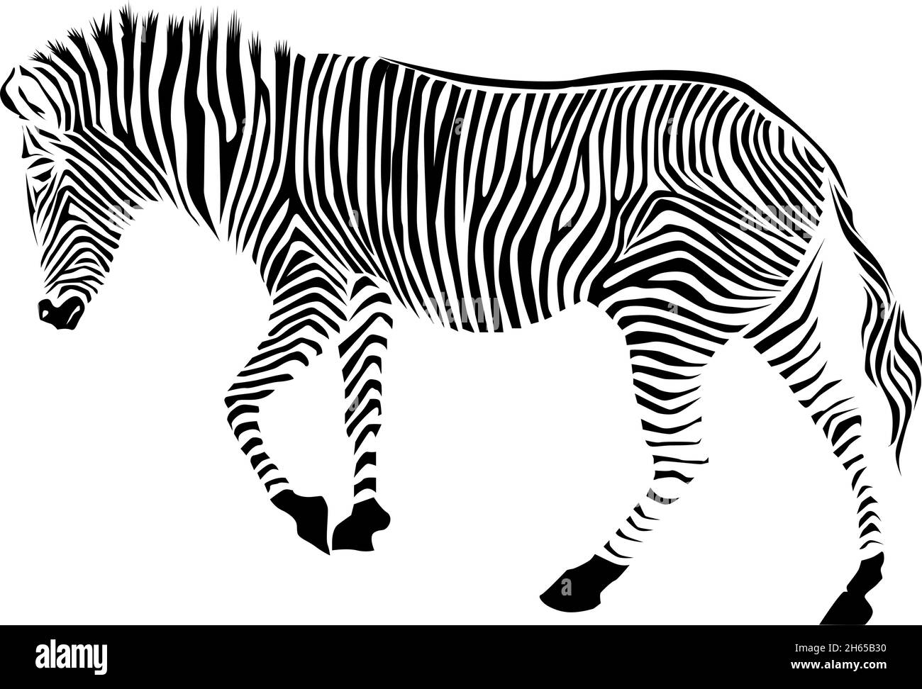 Detail Zebra Vector Png Nomer 45