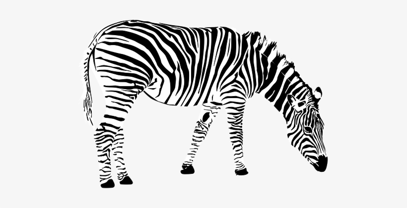 Detail Zebra Vector Png Nomer 8