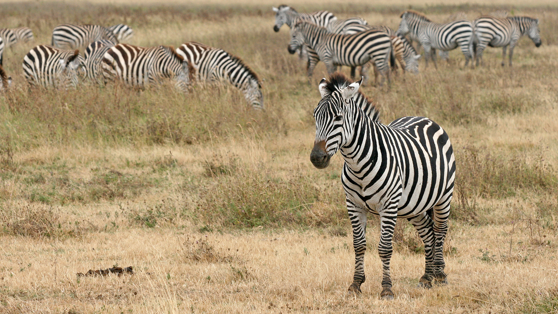 Download Zebras Images Nomer 27