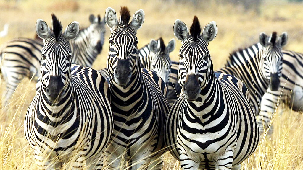 Detail Zebras Images Nomer 42