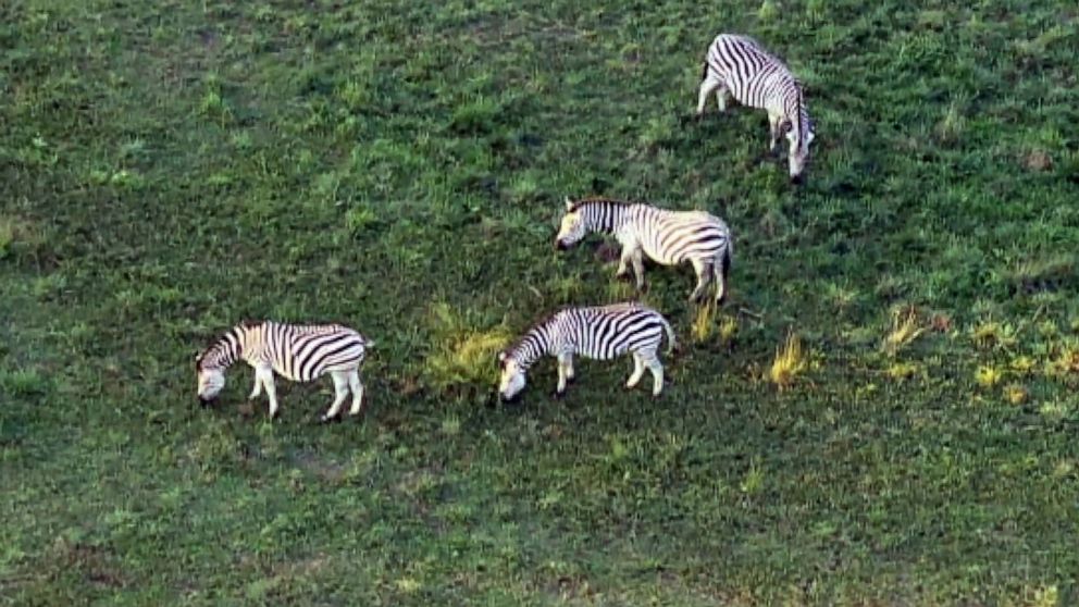 Detail Zebras Images Nomer 44