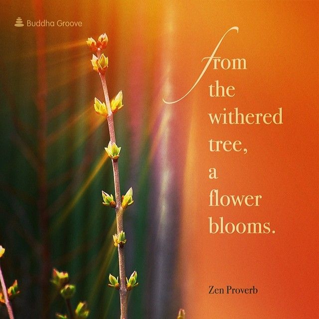 Detail Zen Proverb Quotes Nomer 30