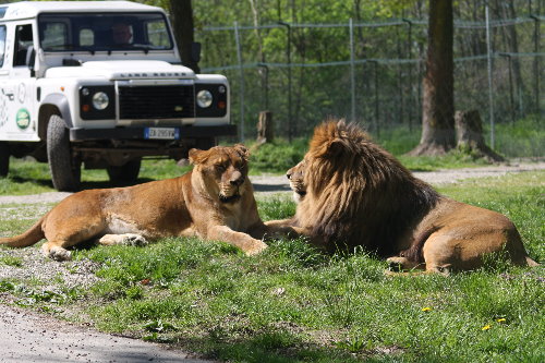 Detail Zoo Safari Italia Nomer 22