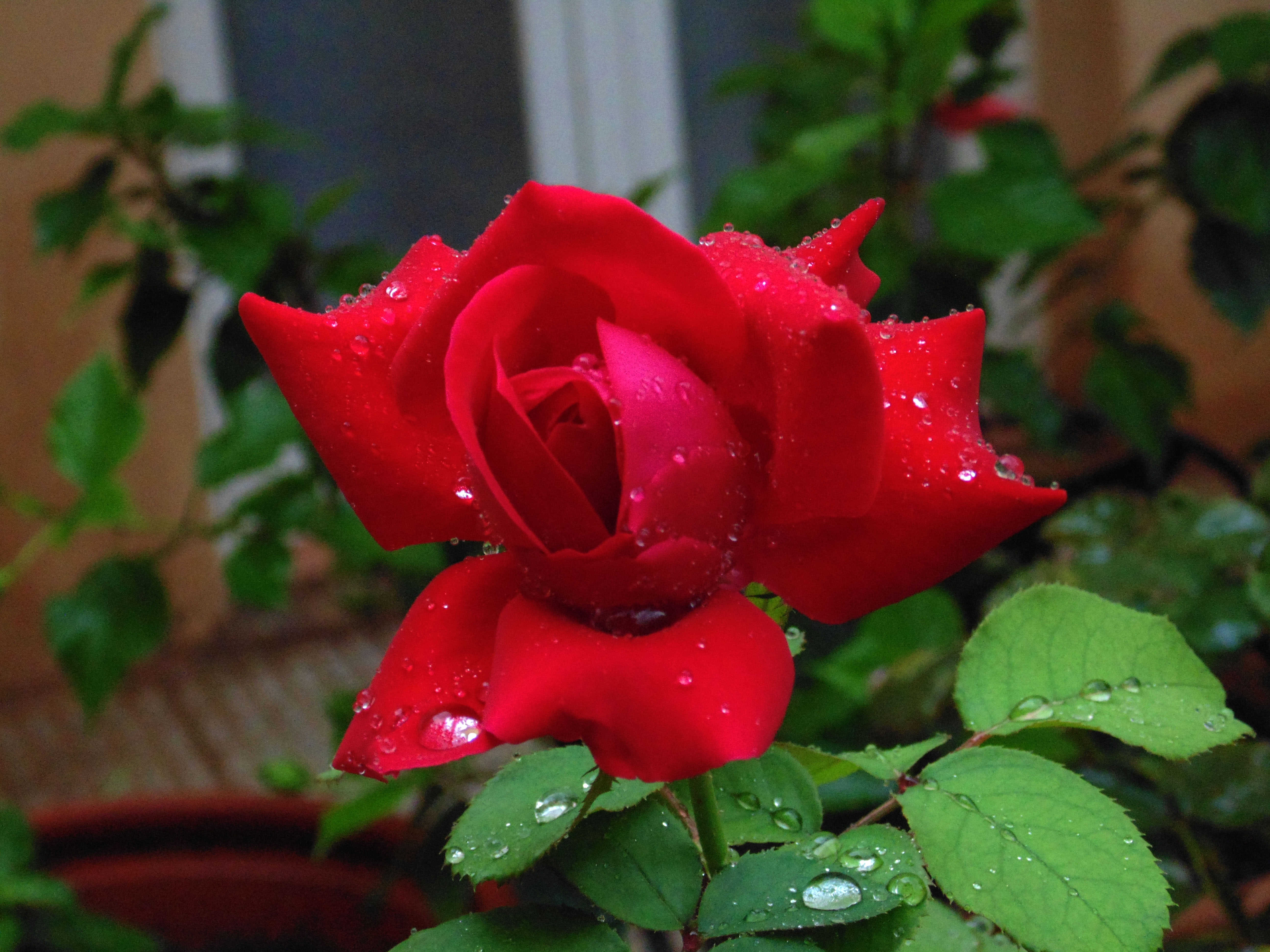 Detail Download Foto Bunga Mawar Merah Nomer 13