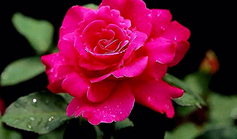Detail Download Foto Bunga Mawar Merah Nomer 37