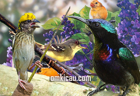 Detail Download Foto Burung Nomer 54