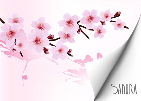 Detail Download Foto Gambar Bunga Sakura Nomer 33