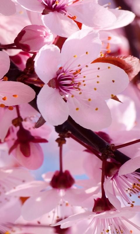 Detail Download Foto Gambar Bunga Sakura Nomer 41
