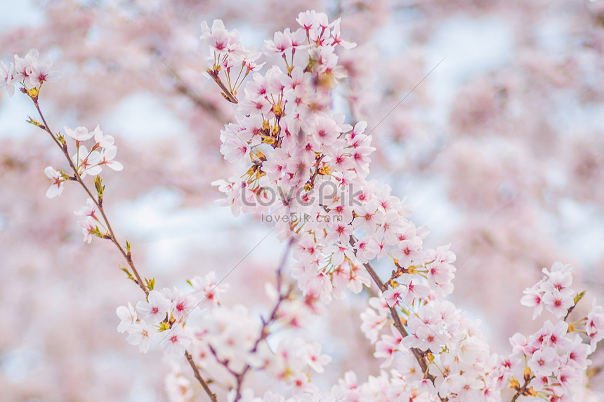 Detail Download Foto Gambar Bunga Sakura Nomer 44