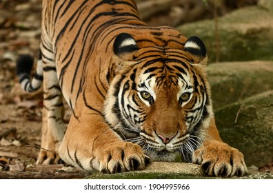 Detail Download Foto Harimau Nomer 34