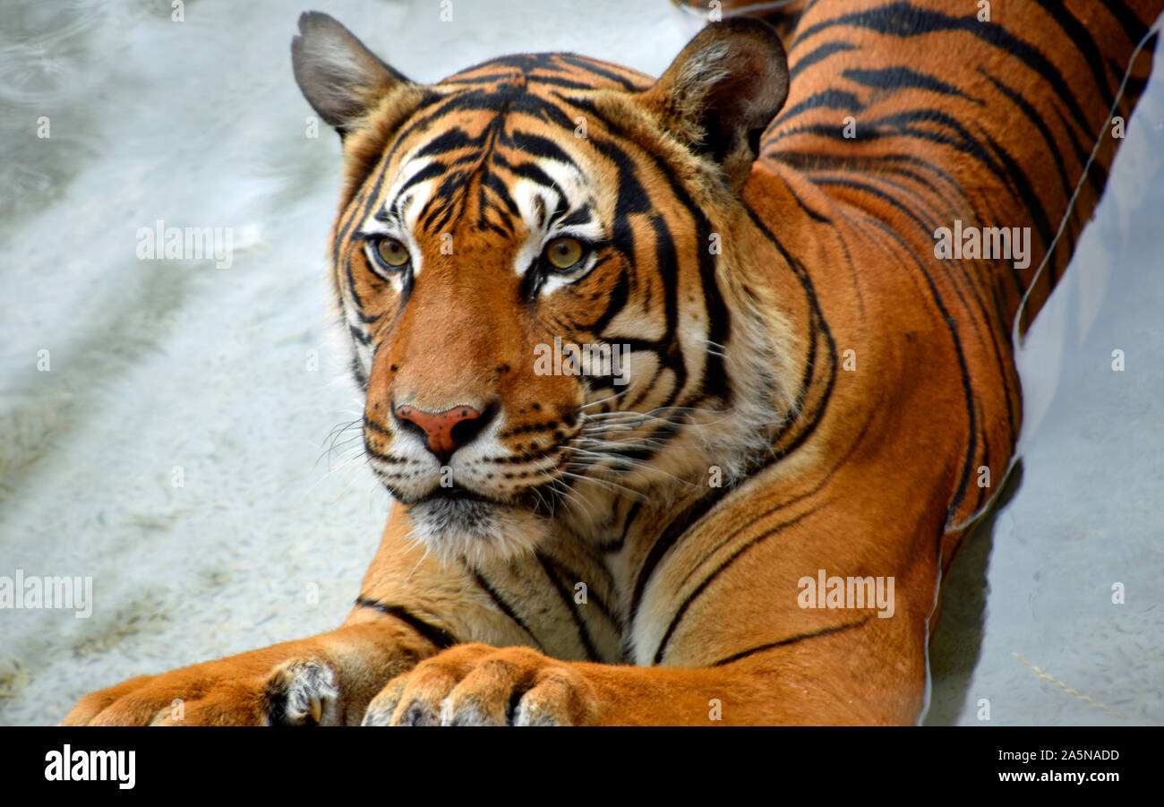 Detail Download Foto Harimau Nomer 54