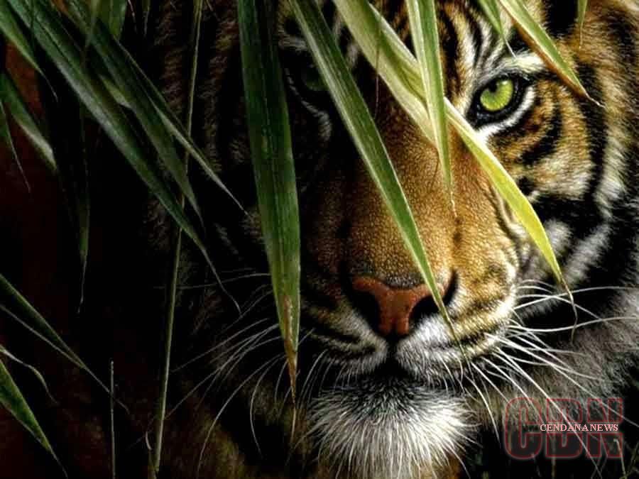 Detail Download Foto Harimau Nomer 8