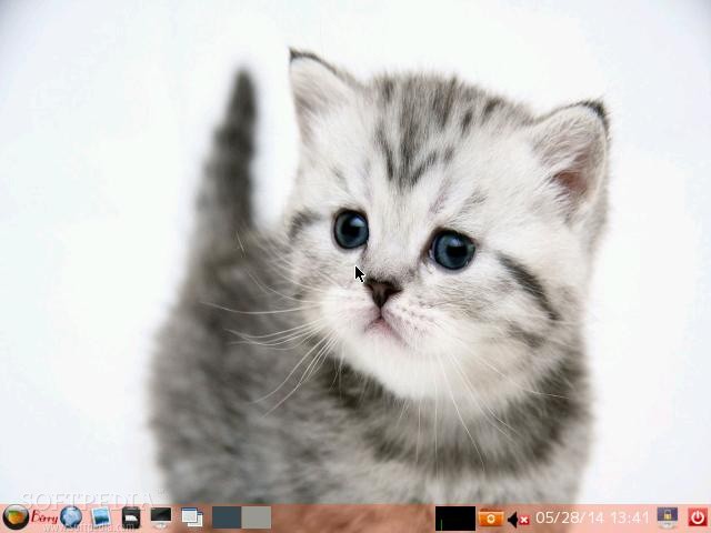 Detail Download Foto Kucing Anggora Nomer 32