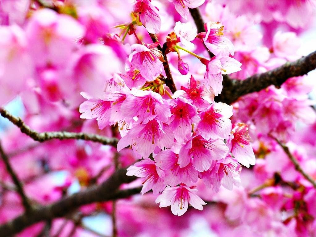 Detail Download Foto Wallpaper Bunga Sakura Nomer 17