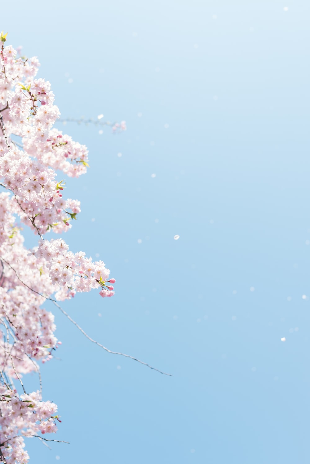 Detail Download Foto Wallpaper Bunga Sakura Nomer 24