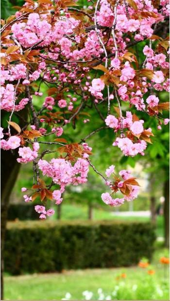 Detail Download Foto Wallpaper Bunga Sakura Nomer 26