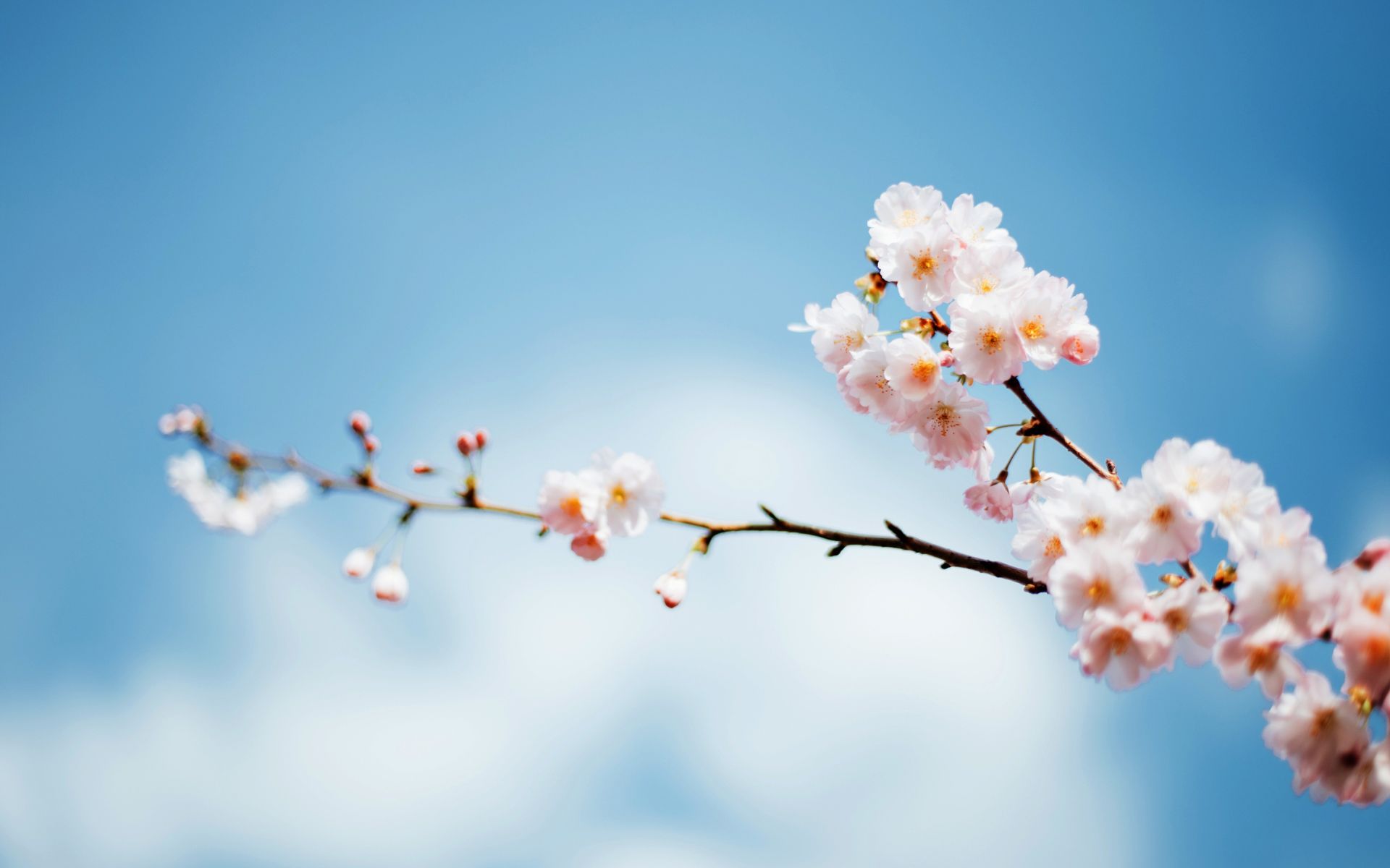 Detail Download Foto Wallpaper Bunga Sakura Nomer 28