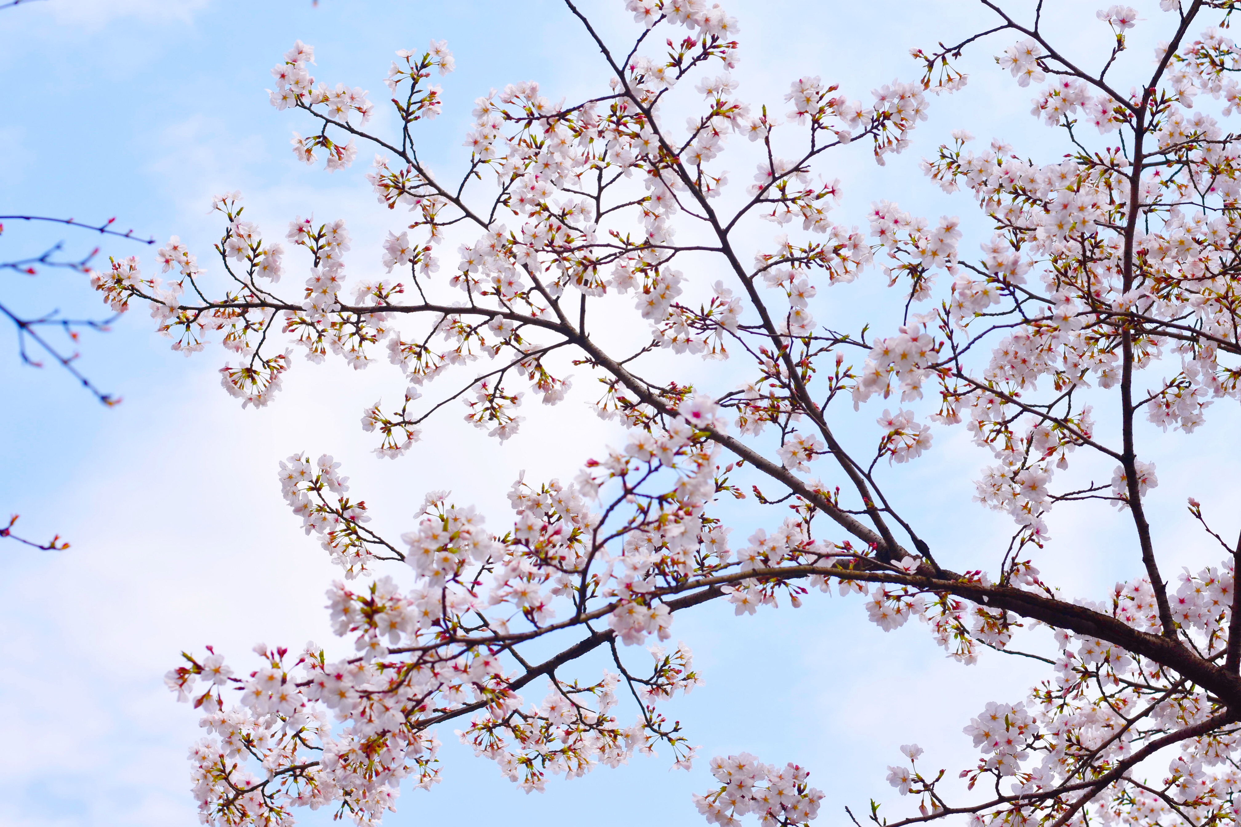 Detail Download Foto Wallpaper Bunga Sakura Nomer 29