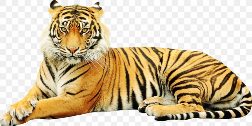 Sumatran Tiger - KibrisPDR