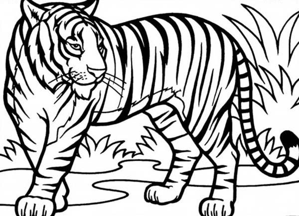 Detail Sumatran Tiger Nomer 12