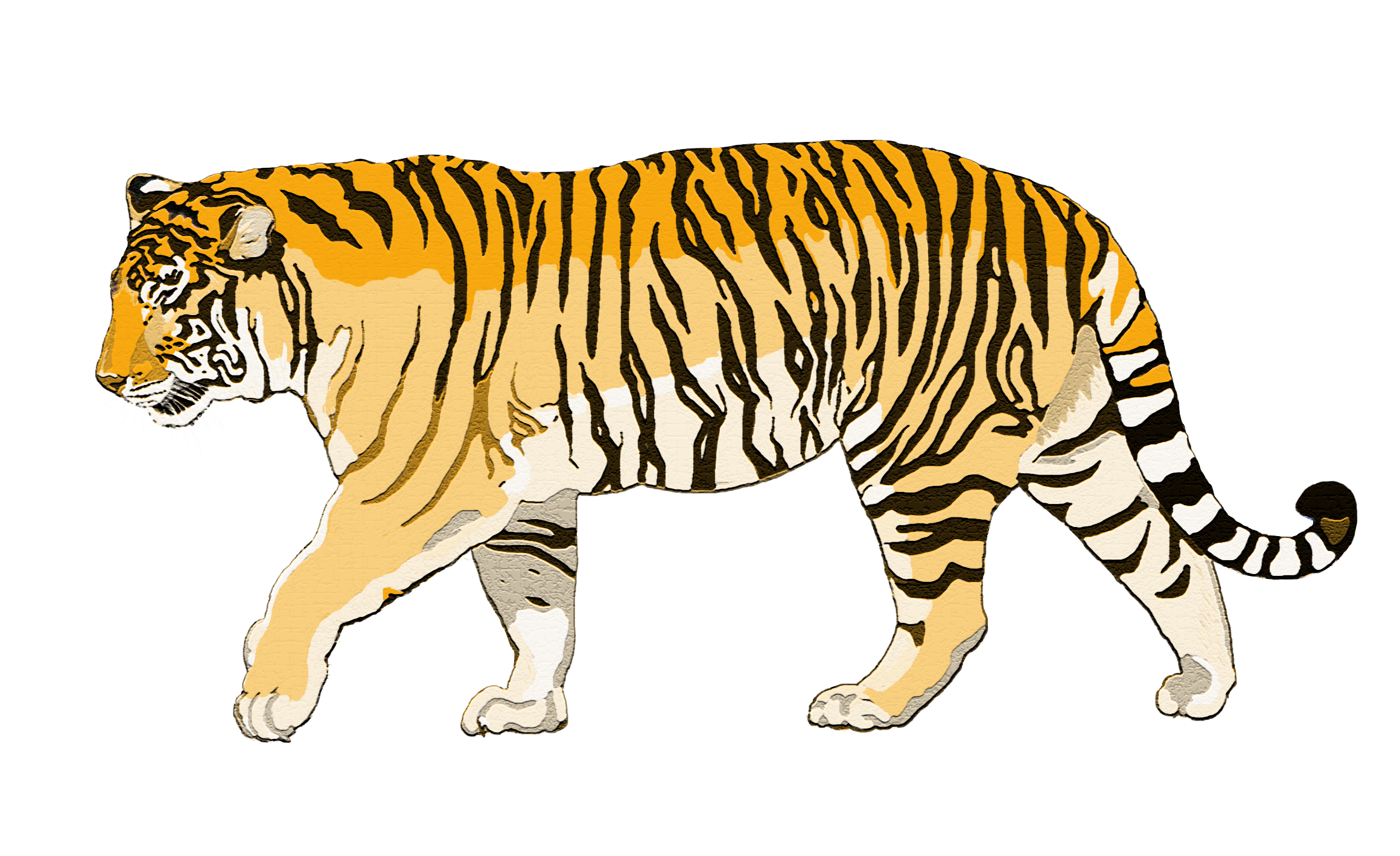 Detail Sumatran Tiger Nomer 14