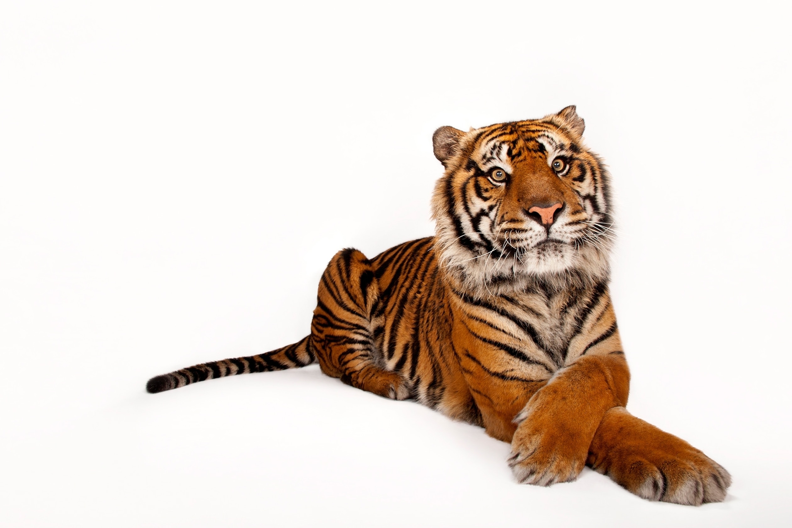 Detail Sumatran Tiger Nomer 2