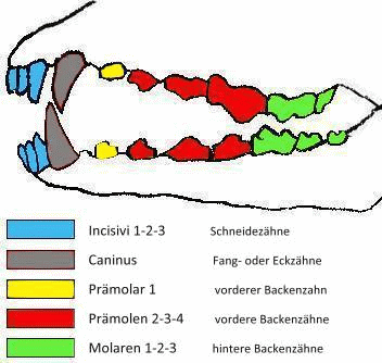 Detail Tervueren Welpen Nomer 3