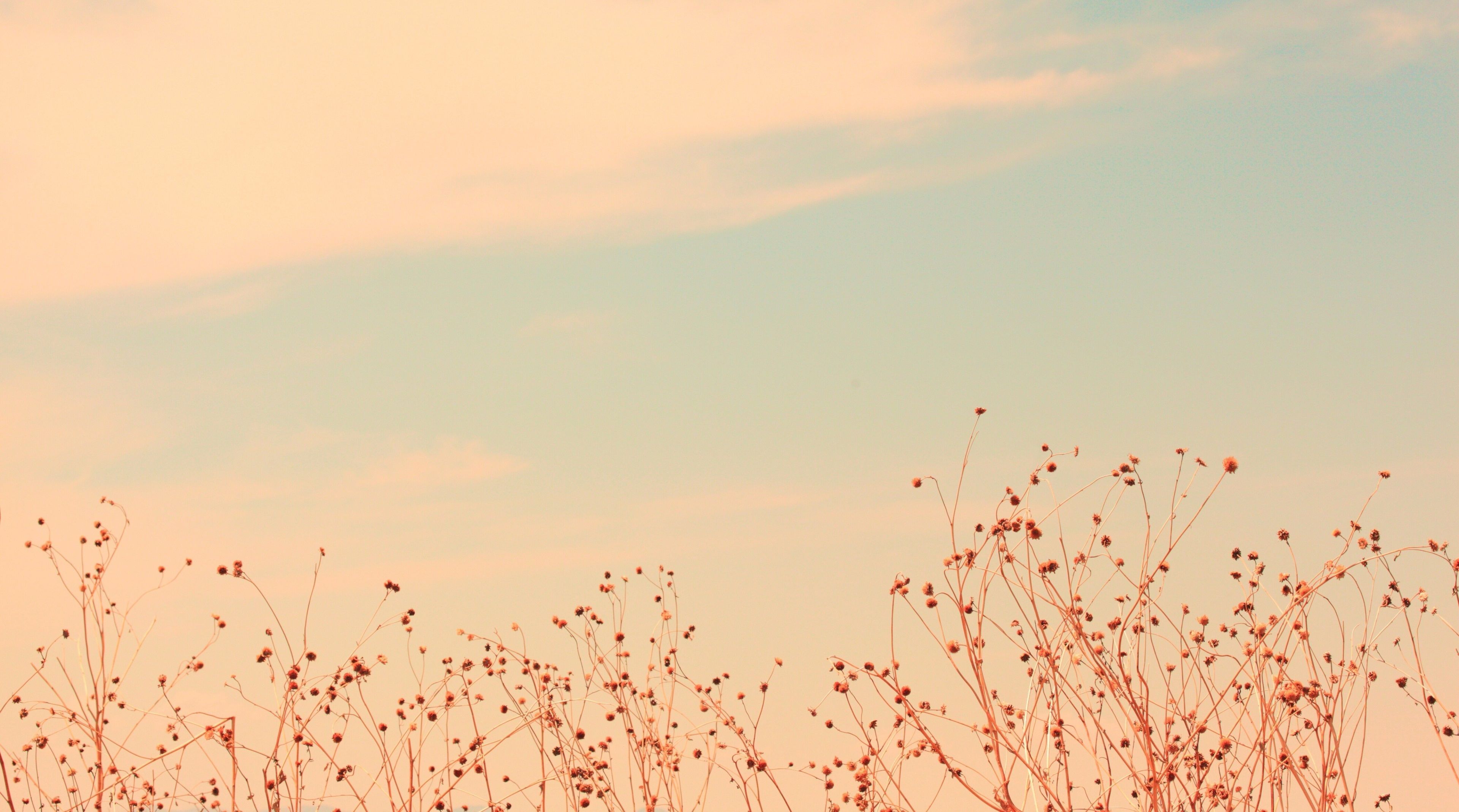 Detail Soft Background Aesthetic Nomer 6