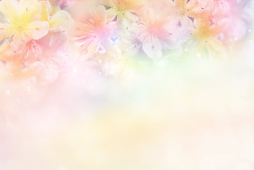 Soft Background Flower - KibrisPDR