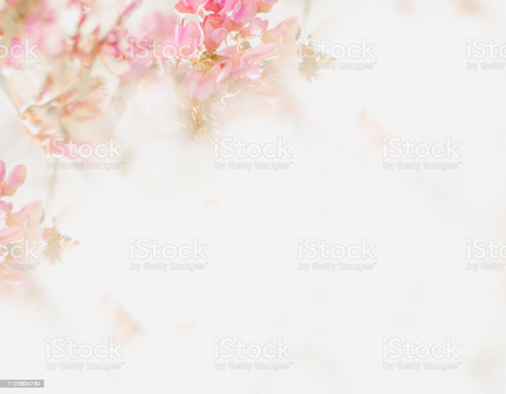 Detail Soft Background Flower Nomer 11