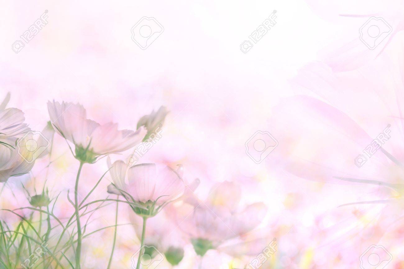 Detail Soft Background Flower Nomer 13