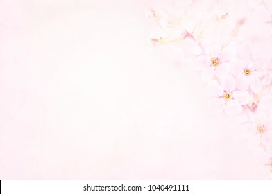 Detail Soft Background Flower Nomer 19
