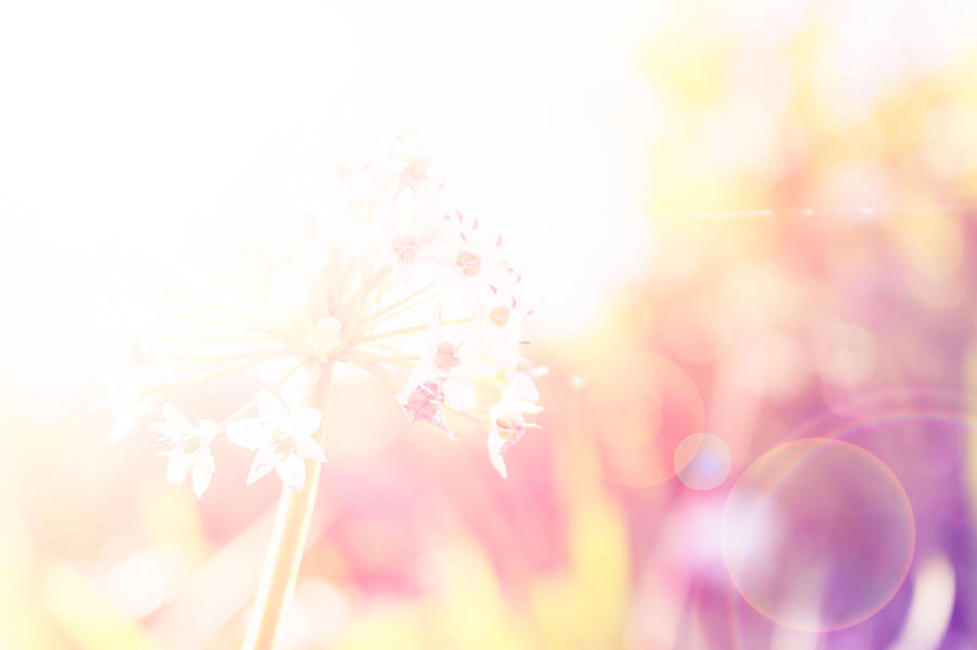 Detail Soft Background Flower Nomer 29