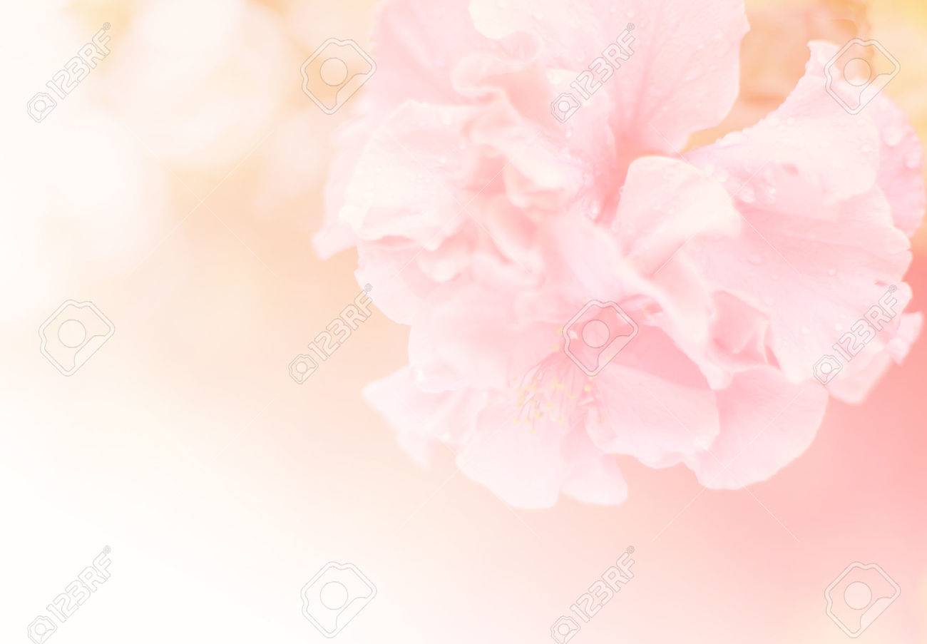 Detail Soft Background Flower Nomer 4