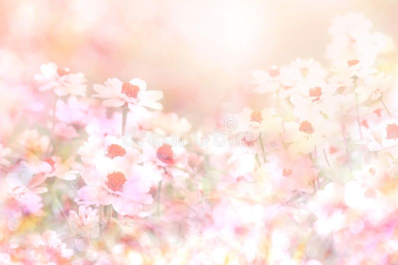 Detail Soft Background Flower Nomer 32