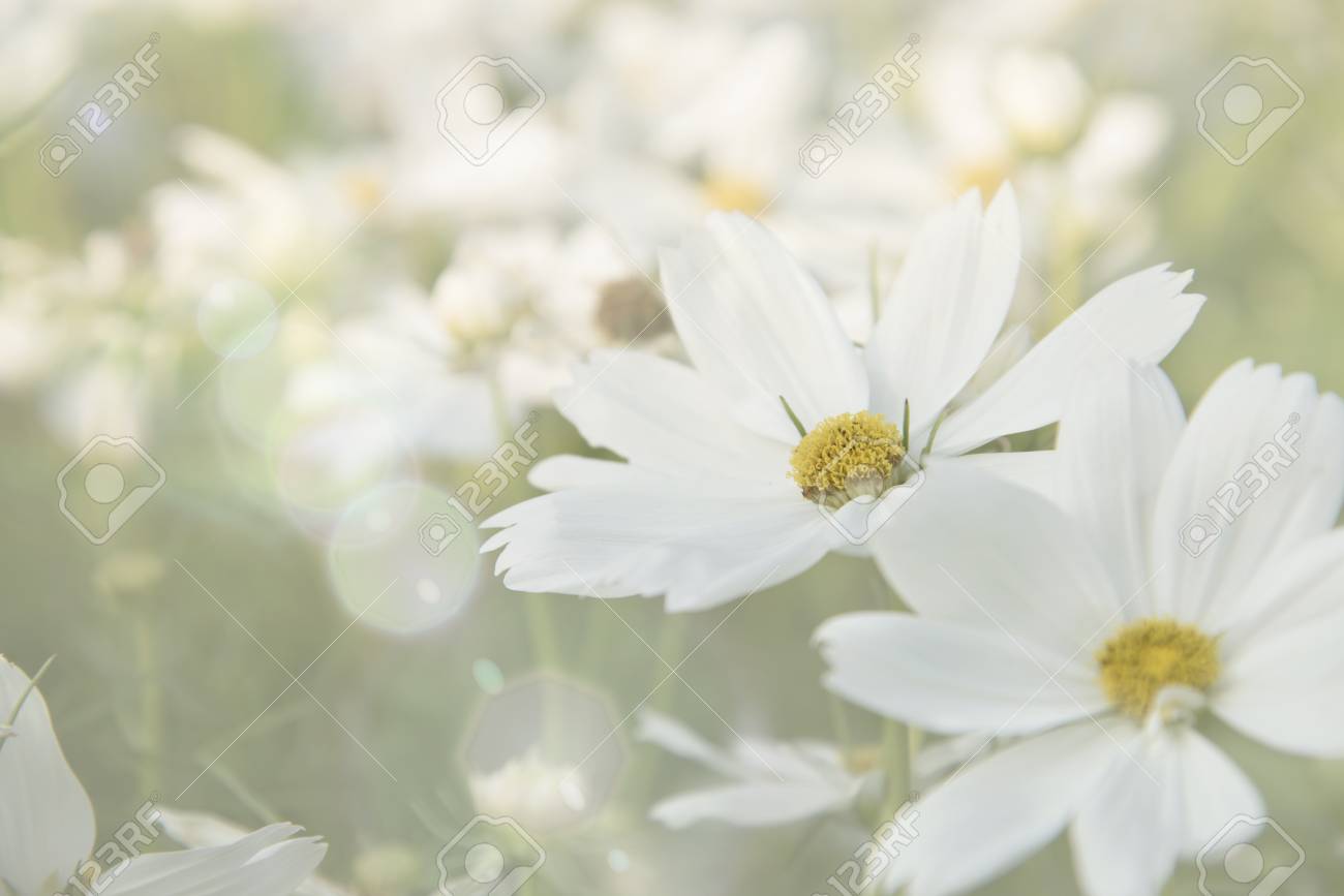 Detail Soft Background Flower Nomer 33