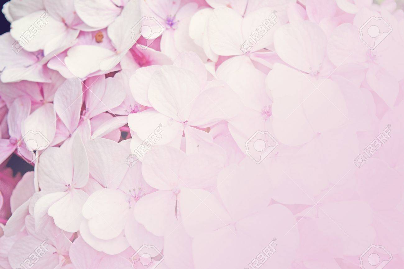 Detail Soft Background Flower Nomer 34