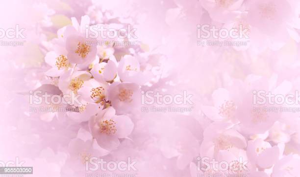 Detail Soft Background Flower Nomer 35