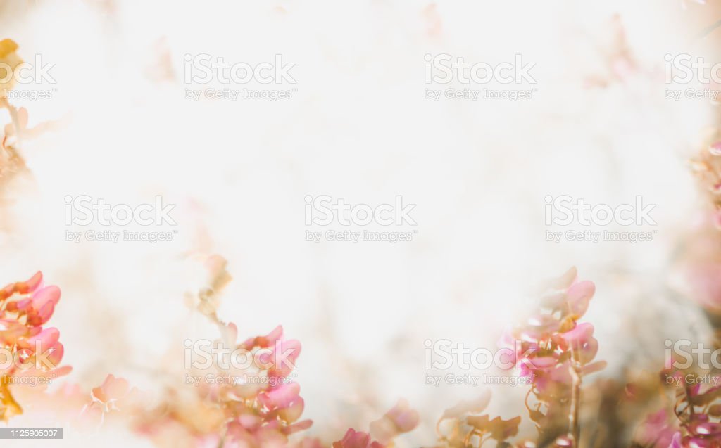 Detail Soft Background Flower Nomer 37