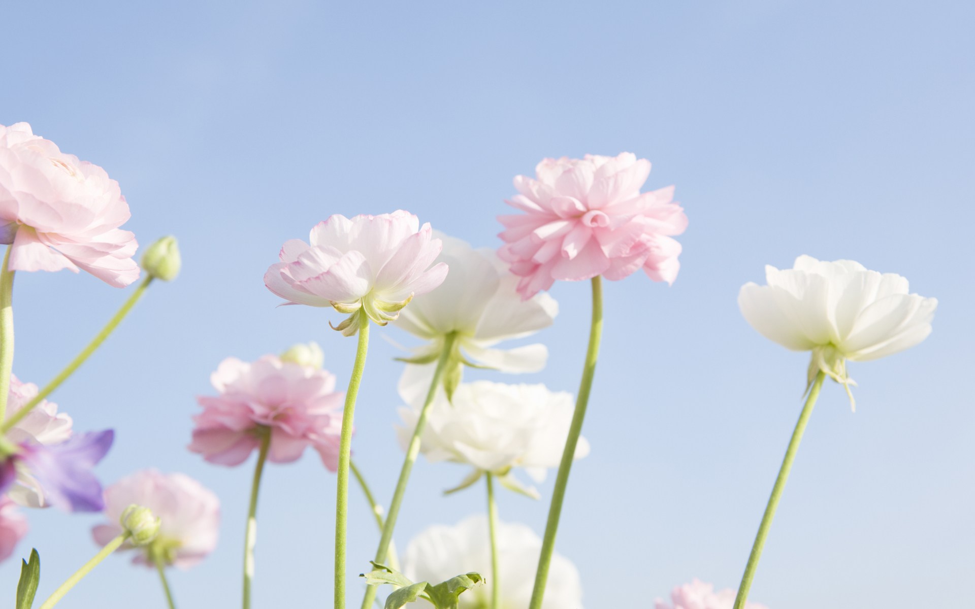 Detail Soft Background Flower Nomer 40