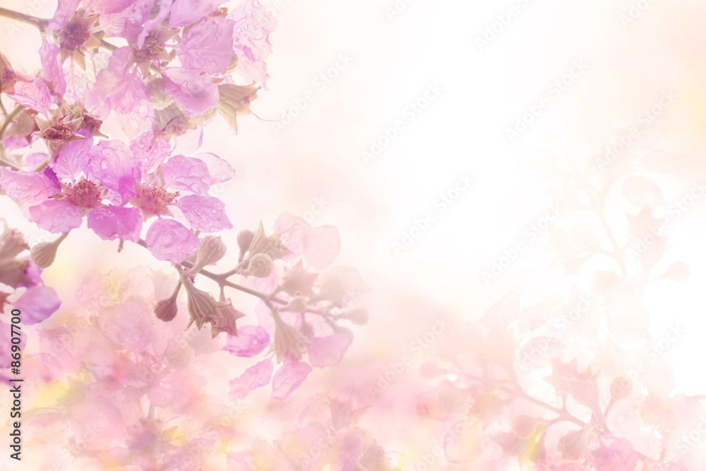 Detail Soft Background Flower Nomer 44