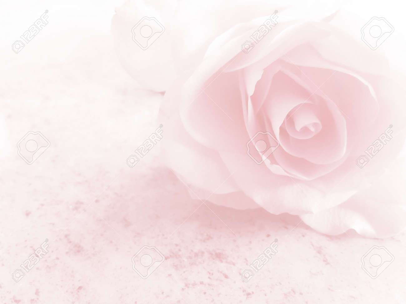 Detail Soft Background Flower Nomer 6
