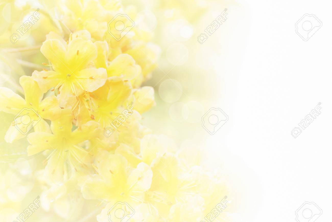 Detail Soft Background Flower Nomer 49