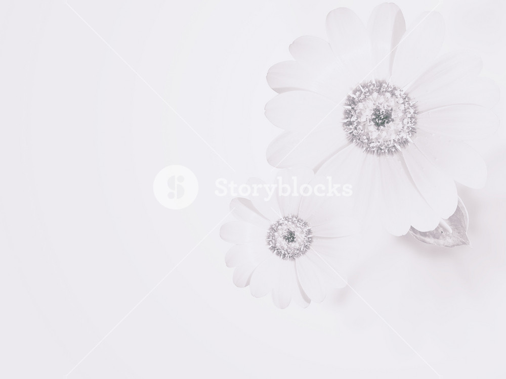 Detail Soft Background Flower Nomer 51