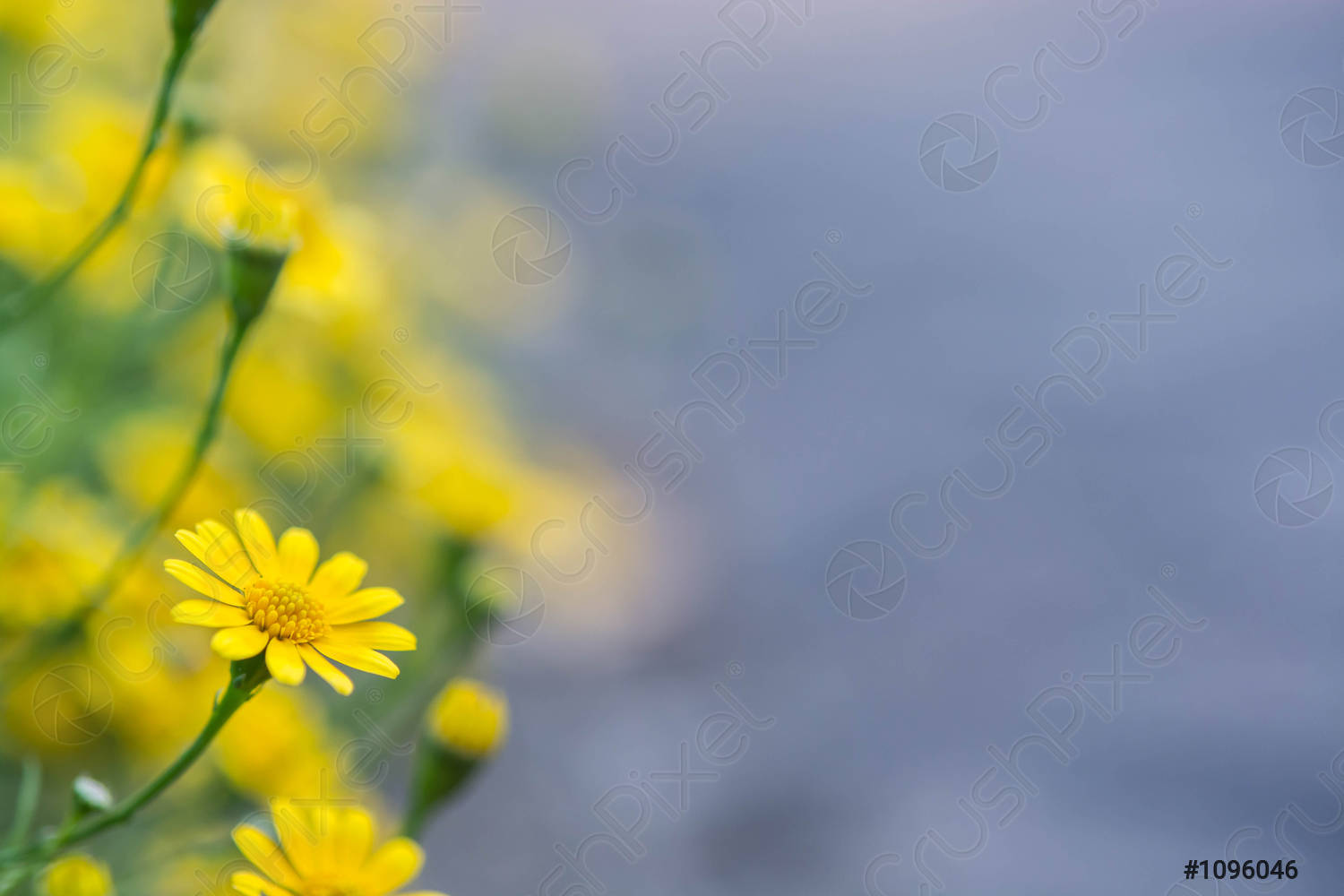 Detail Soft Background Flower Nomer 53
